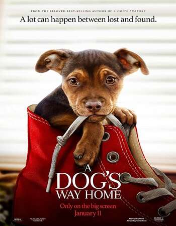 A-Dogs-Way-Home-2019-Full-Movie-Download-HD.jpg