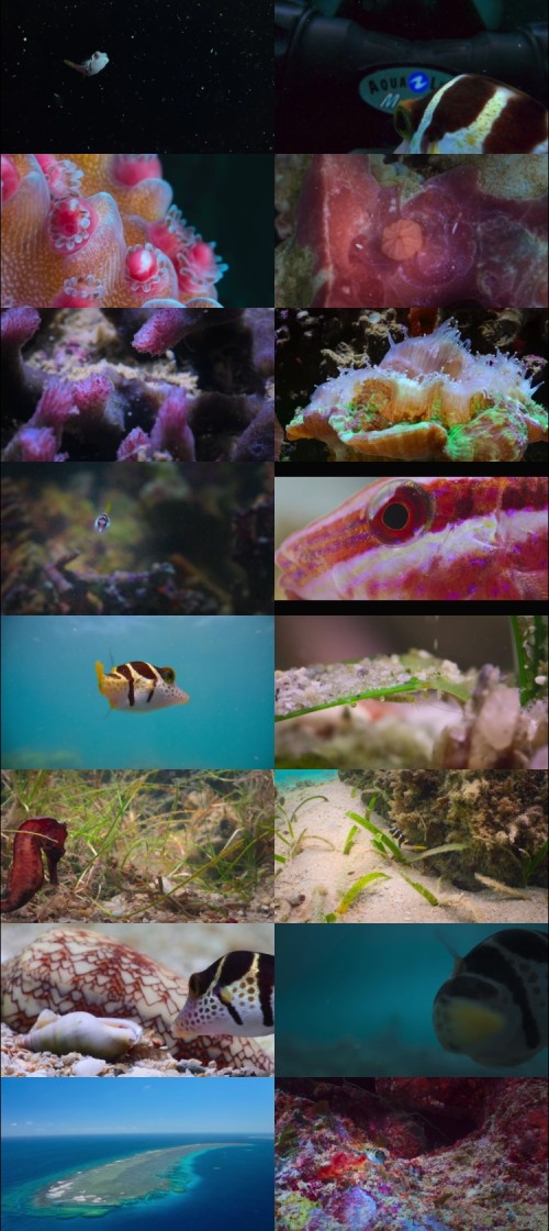 Puff.Wonders.of.the.Reef.2021.720p.Web-DL.Hindi.English.DD5.1.x264.ESubs_s.jpg
